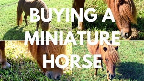 7 Things To Know Before Buying A Miniature Horse Youtube