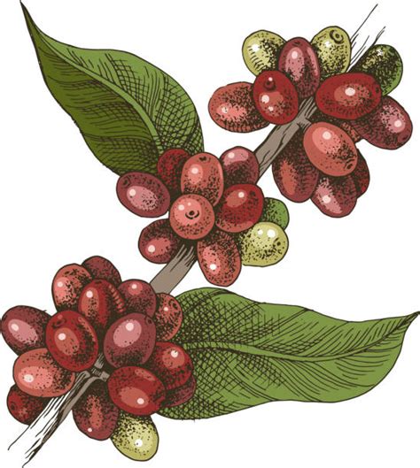 Coffee Plant Illustrations Royalty Free Vector Graphics And Clip Art