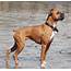 Boxer  Dogs Breeds Pets