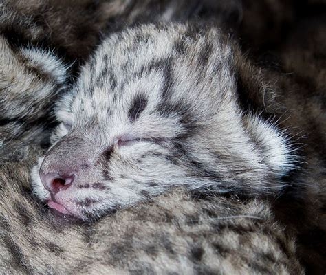 3 Baby Snow Leopards Born At Cleveland Metroparks Zoo Photos Video