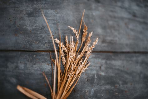 3 Grains You Can Easily Grow In Your Garden Plot Stoney Creek Farm