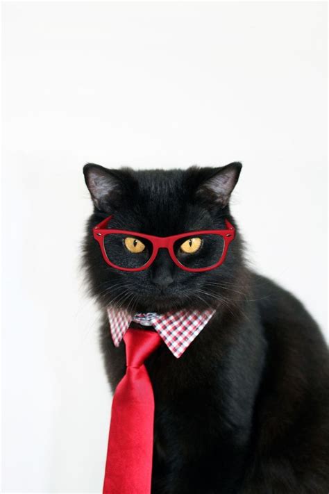 15 Purrfect Halloween Costumes For Your Cat Cute Cat Costumes Cat