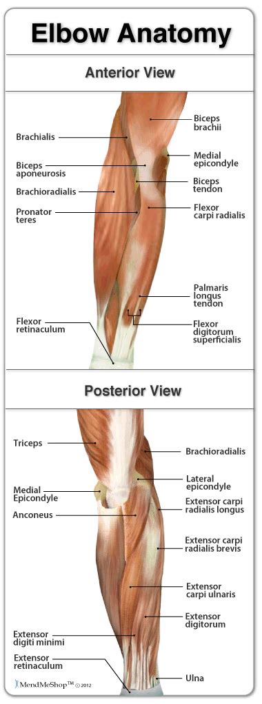 Anterior Elbow Anatomy