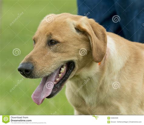 A Yellow Lab Hunting Dog Stock Photo Image Of Black