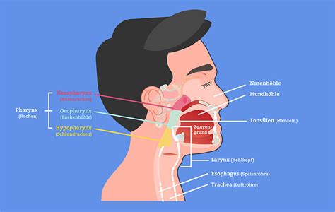 Kopf Hals Tumore Symptome Diagnose Und Therapie I Das K Wort