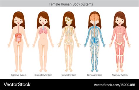 Woman Body All System