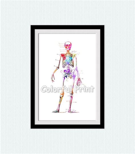 Anatomy Print Human Skeleton Art Skeleton Poster Anatomical Etsy