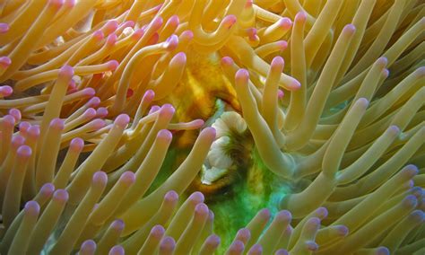 Real Monstrosities Magnificent Sea Anemone