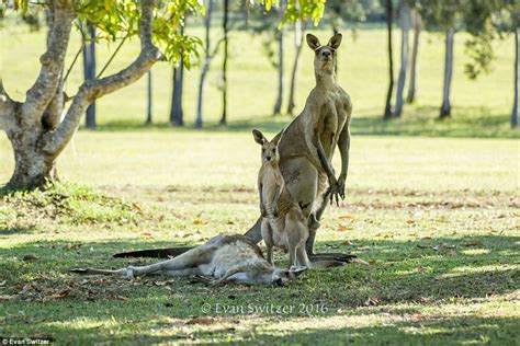 Male Kangaroo Cradling Head Of Dying Female Wanted To Mate With Her