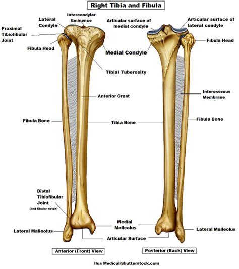 Pin By Rick Steele On Анат Anatomy Bones Skeletal System Anatomy