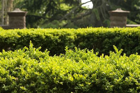 Tips On Choosing Landscape Hedges Best Hedge Plants For Zone Gardens