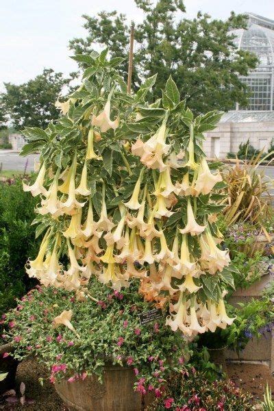 Tips For Propagating Brugmansia Angel Trumpet Plant Brugmansia Plants