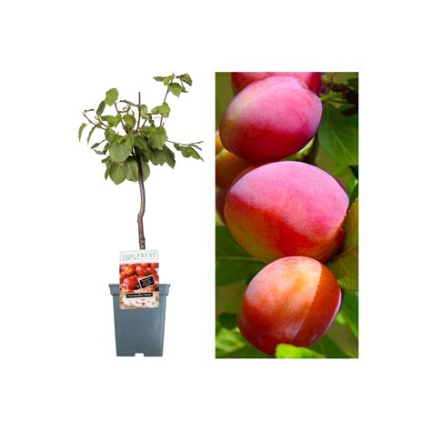 Plum Victoria Patio Tree Fruit Trees Free Uk Delivery