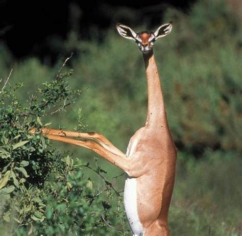 Gerenuk Unique Animals Humor Best Memes Animal Kingdom Giraffe