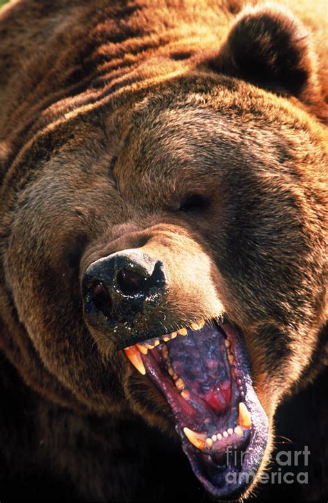 Grizzly Bear Snarling Photograph By Mark Newman Fine Art America