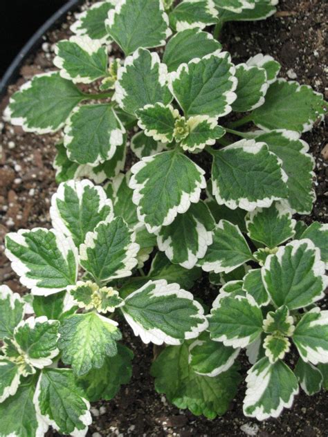 Plectranthus Variegata | Plant leaves, Plants, Indoor plants