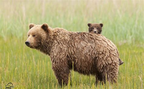 Fondos De Pantalla 600x375 Osos Oso Pardo Húmedo Animalia Descargar