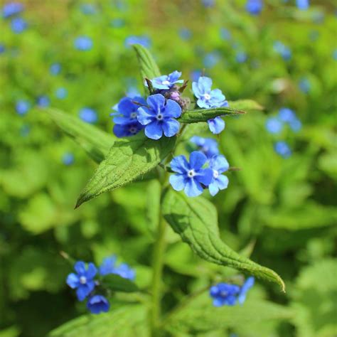 Forget Me Not Chinese Firmament Indigo Blue Seeds The Seed Collection