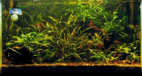 We did not find results for: The Non-co2... - Aquascaping - Aquatic Plant Central
