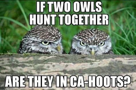 Pin By Patrick Doyle On Humorous Cartoon And Quotes Funny Owls Owl Pun Owl