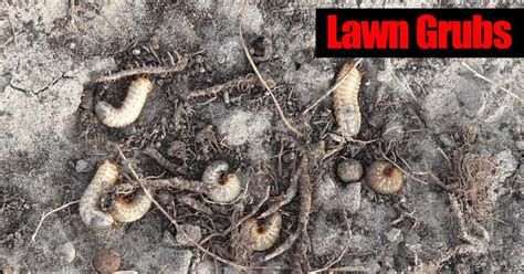 Garden grubs are essentially baby beetles, but that doesn't mean they're cute. Lawn Grubs: 7 Steps For Getting Rid Grub Worms In Your Yard