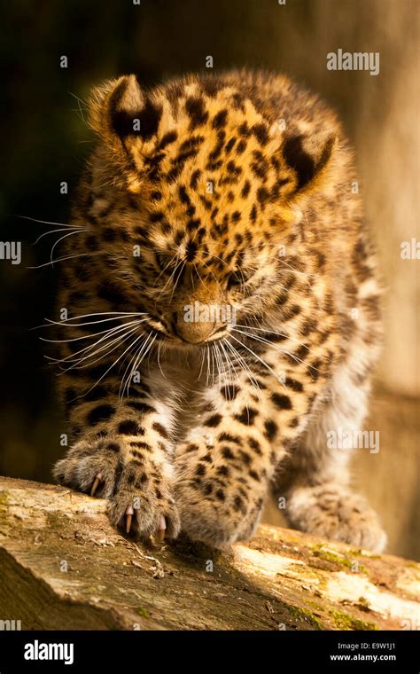 Extremely Rare Amur Leopard Cub Panthera Pardus Orientalis Standing