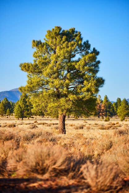 Premium Photo Lone Beautiful Green Pine Tree In Desert Shrub Landscape