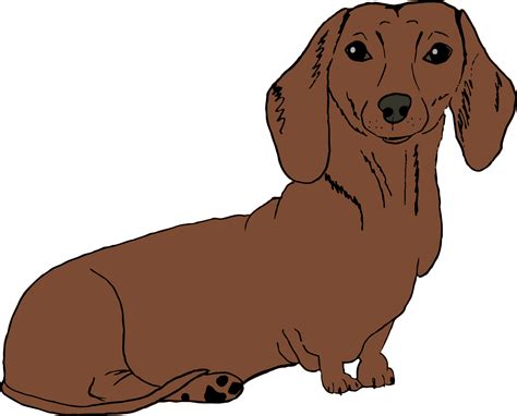 Dachshund Png Transparent Image Download Size 1800x1453px