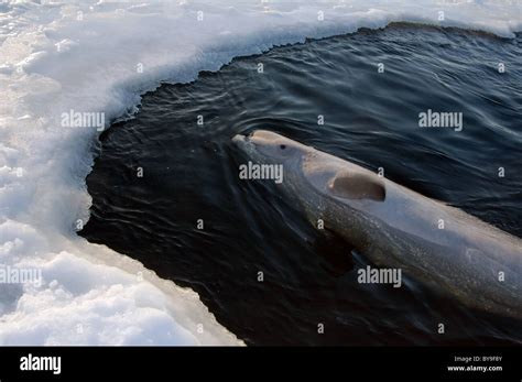 Beluga In Ice Hole White Whale Delphinapterus Leucas White Sea