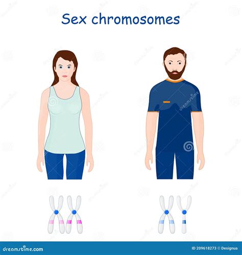 Sex Chromosomes X And Y Chromosome Stock Vector Illustration Of Heterochromosome Medical