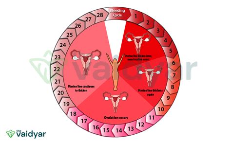 How To Maintain Healthy Menstrual Cycle Through Ayurveda