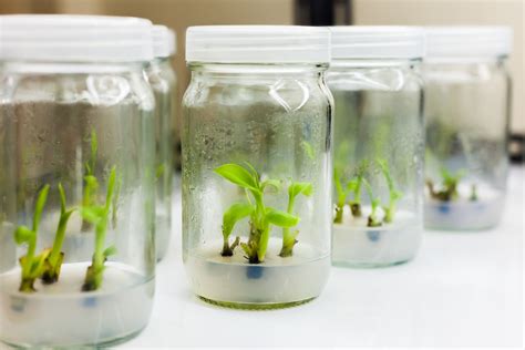 Role Of Plant Growth Regulators In Plant Tissue Culture