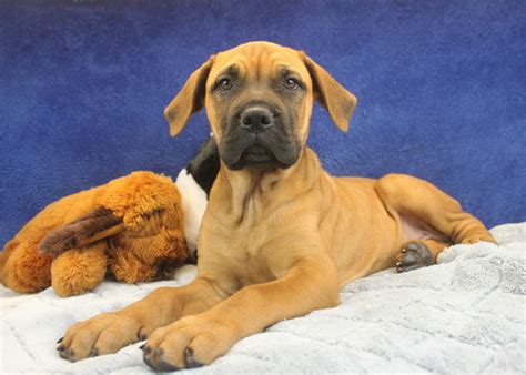 Bullmastiff Puppies For Sale Long Island Puppies
