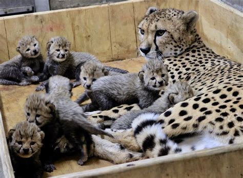 These Cute Cheetah Cubs Were Just Born At The St Louis Zoo A