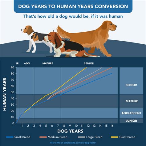 Dog Age Chart How To Convert Your Dogs Age Into Human Years Keepingdog