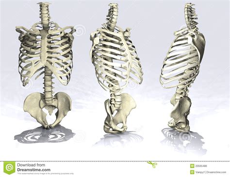 Rib Cage Anatomy Side View Axial Skeleton Rib Cage At Auburn
