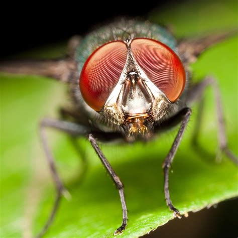 5 Fakta Unik Lalat Serangga Kecil Dengan Gerak Terbang Yang Lincah
