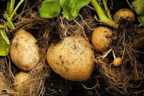 How To Plant And Grow Potatoes In A 5 Gallon Bucket Gardenia Organic