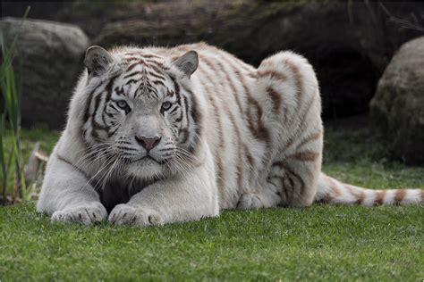 Weißer Tiger Foto And Bild Nature Natur Portrait Bilder Auf Fotocommunity