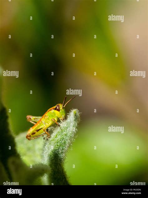 Grasshoppers Insects Hi Res Stock Photography And Images Alamy