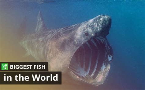Biggest Fish In The World Top 10 List Updated 2023 Ultimate Topics