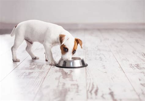 Puppy Eating Stock Photo Image Of Front Animals Mammal 250727810