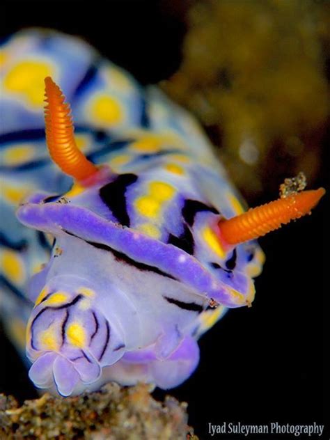 Nudibranch While Eating ~iyad Suleyman Beautiful Sea Creatures Ocean