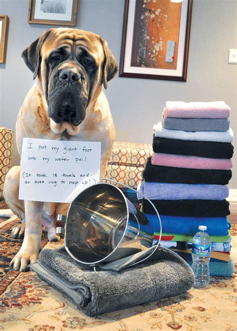 The 40 Most Popular Dog Shaming Shenanigans For Their Crimes Fallinpets