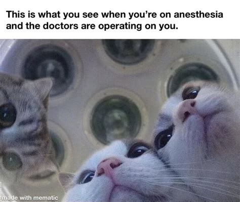 Anaesthesia Memes Chameleon Memes