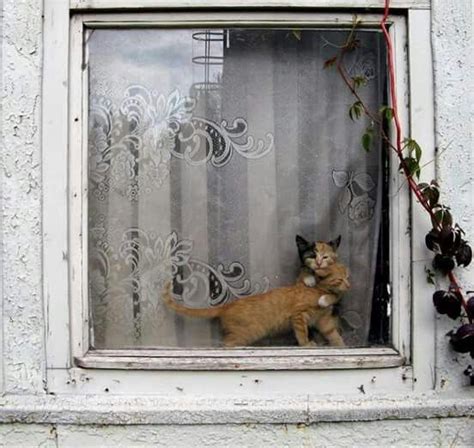 Cats In The Window Crazy Cat Lady Crazy Cats Cats Meow Cats And