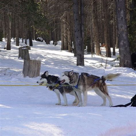 Dog Sled Tours In Anchorage Alaska Usa Today