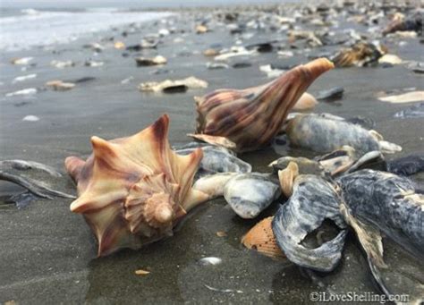 South Carolina Shells On The Beach South Carolina Beaches Folly