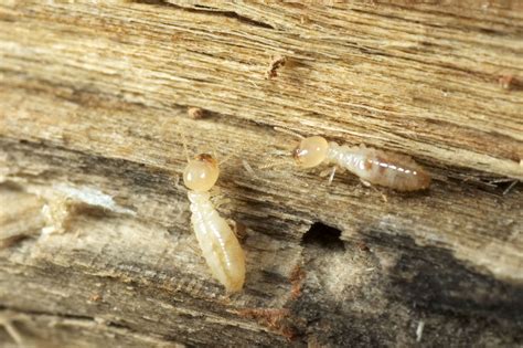 Termites Causes And Warning Signs Of An Infestation And How To Deal