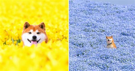 Fashion meets function with amazing accessories. "Hachi" The Shiba Inu Is Quite Possibly The Cutest Flower Loving Dog In Japan